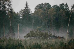 mežs miglā