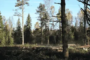 Nozāģēti koki